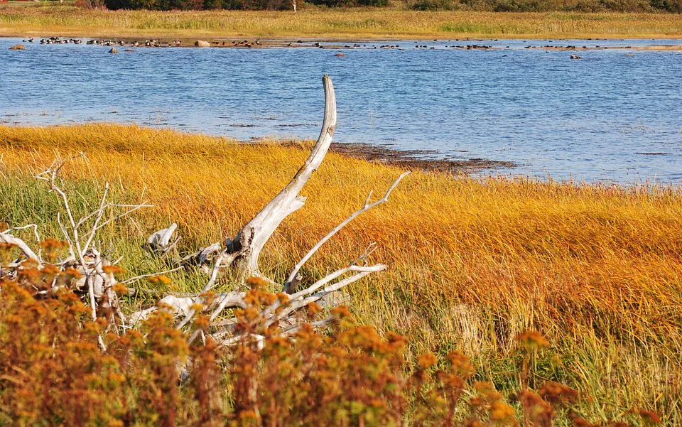 Voyage dans les paysages d'eaux de l'estuaire de la Gironde Sur inscription