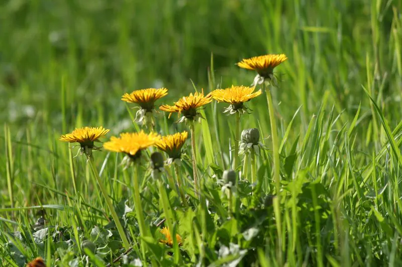 Sortie nature avec Berry Nature Environnement