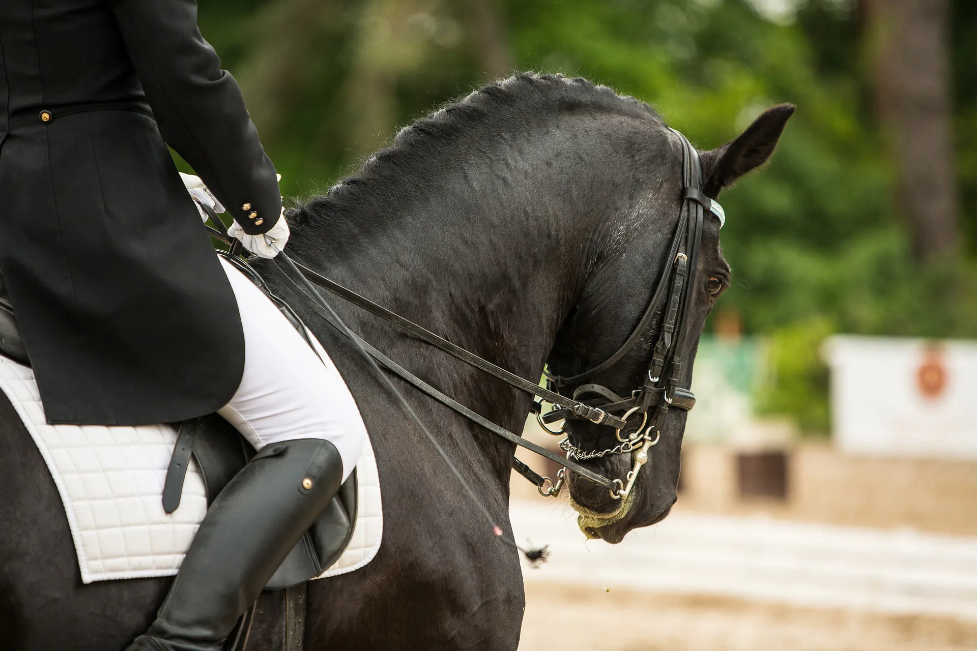 Concours de dressage