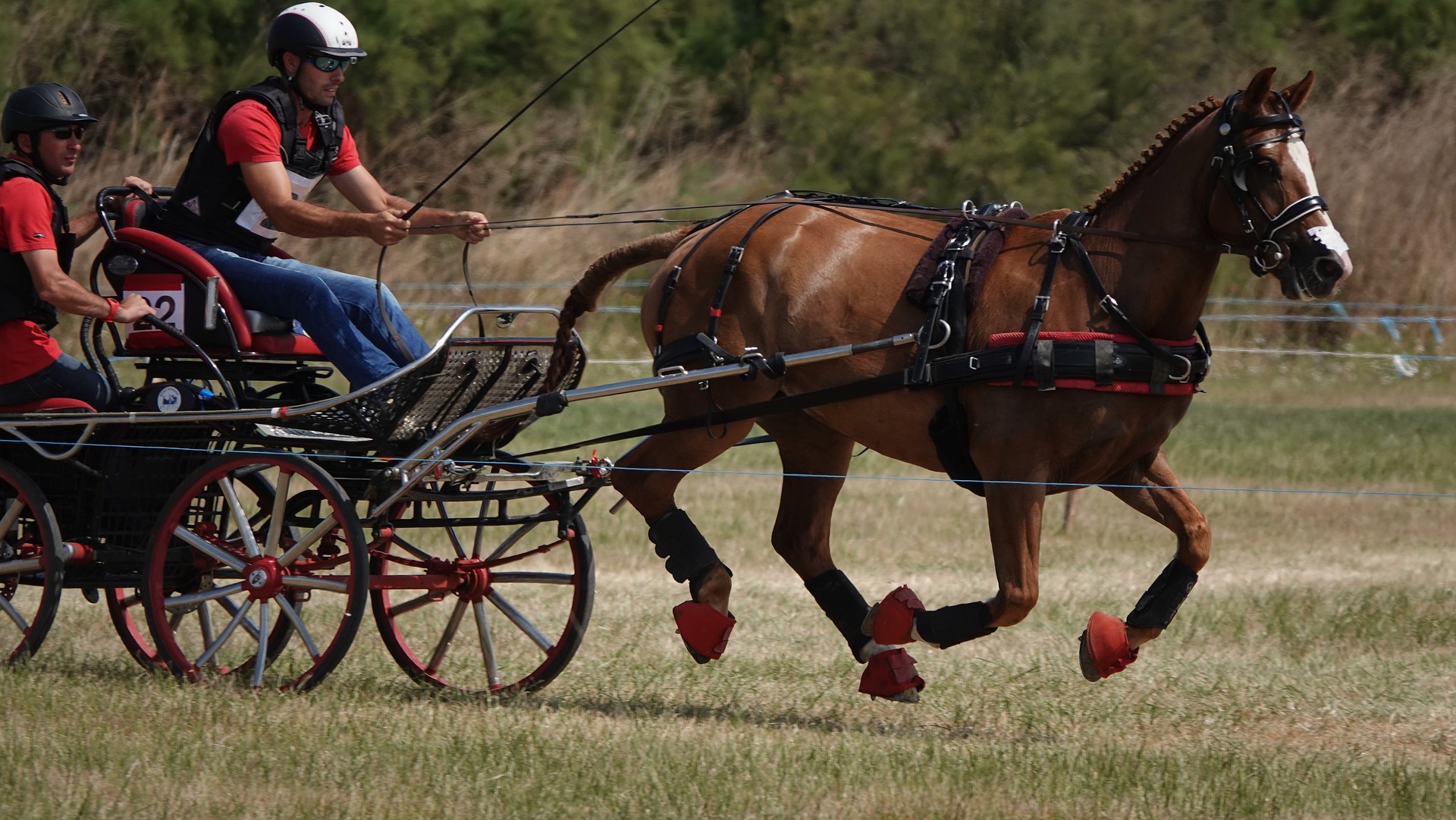 Concours d'attelage niveau club