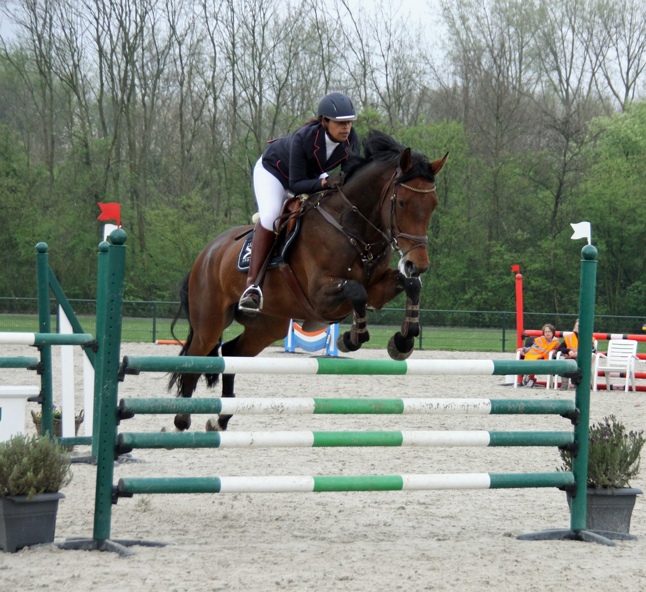 Concours de saut d'obstacles jeunes chevaux