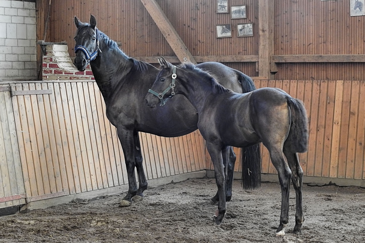 Modèles et allures poulinières et foals