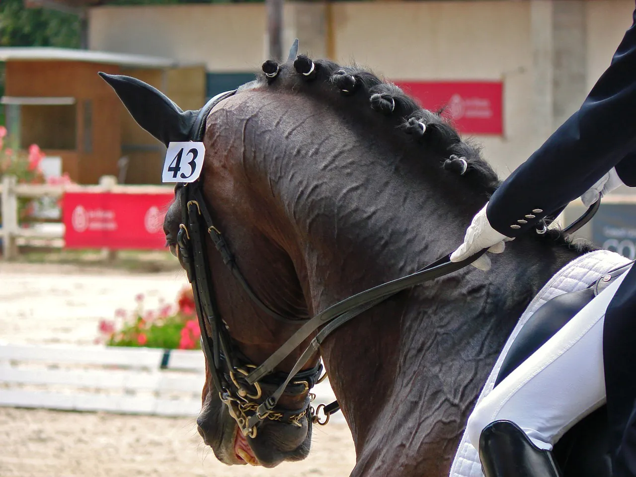 Concours de dressage