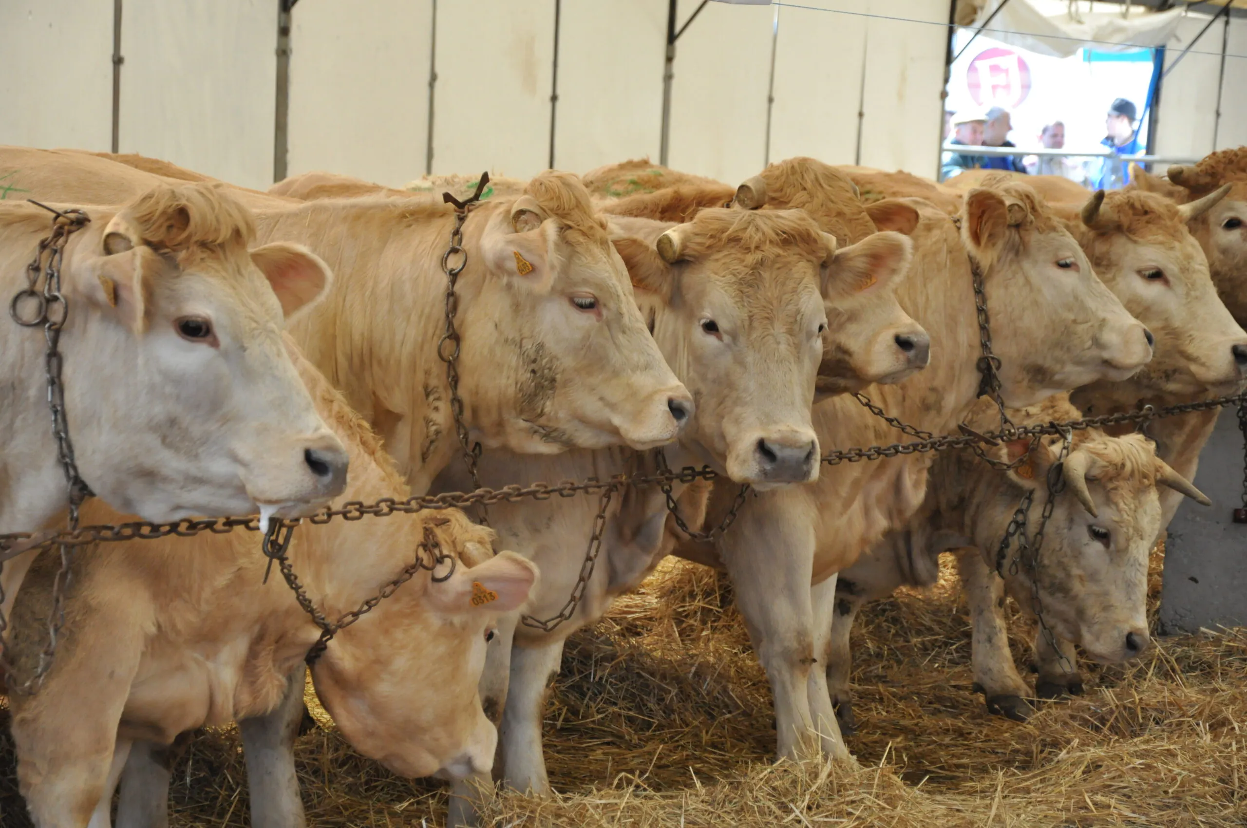 42ÈME FOIRE CONCOURS