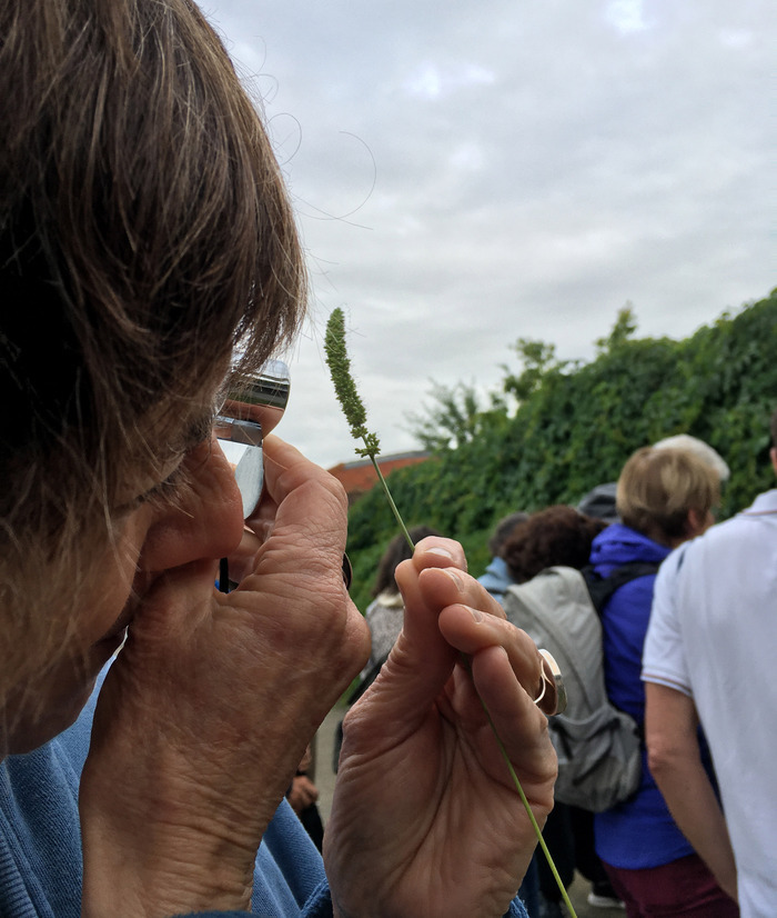 Se soigner avec les plantes médicinales des rues Le Grenier Castanet-Tolosan