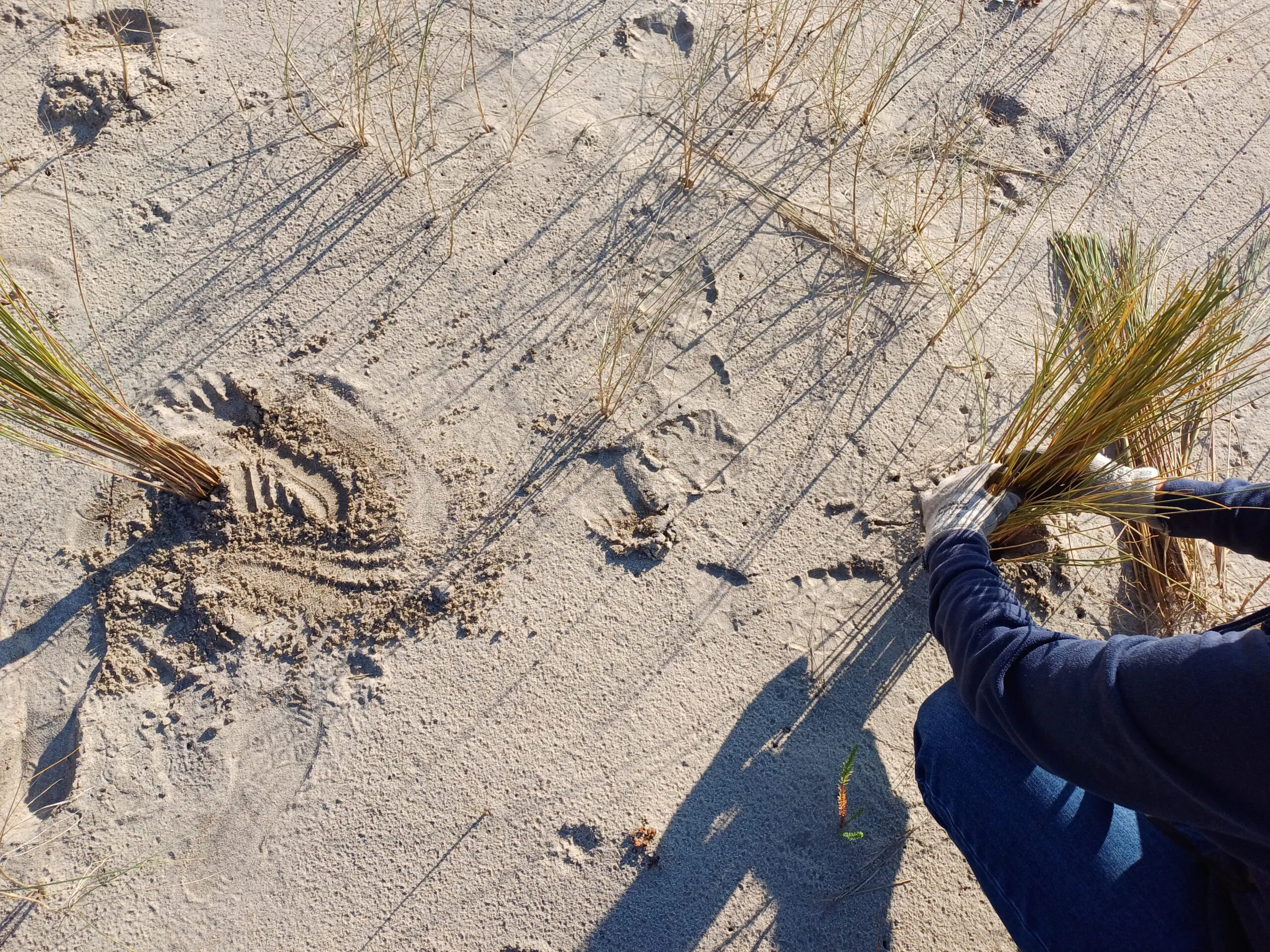 "Le sable suivi à la trace" avec l’Office National des Forêts (randonnée de 5 km / à partir de 12 ans)