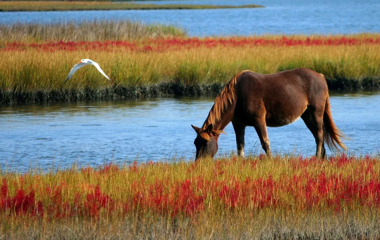 Les mares arrières dunaires de la pointe de Grave Sur inscription