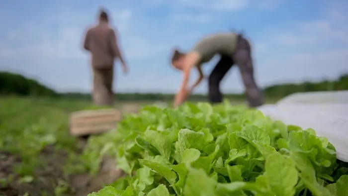 Visite guidée des champs et des serres du Village Potager Le Village Potager Saint-Pierre-lès-Nemours