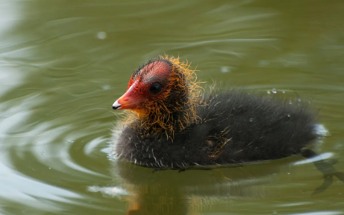 Les oiseaux du lac Daumesnil au bois de Vincennes Lac Daumesnil Paris