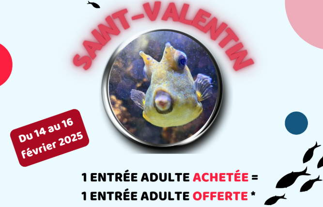 La Saint-Valentin de l'Aquarium Limoges