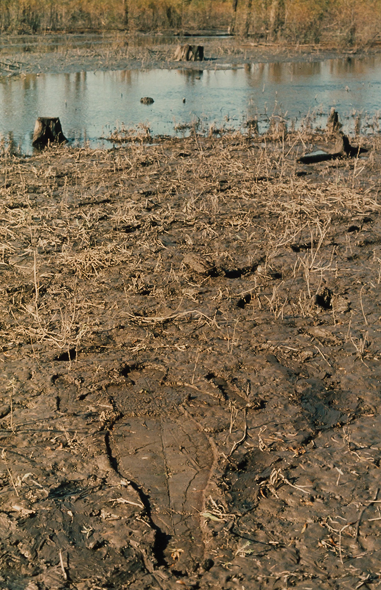 Ana Mendieta Impermanence et rémanence