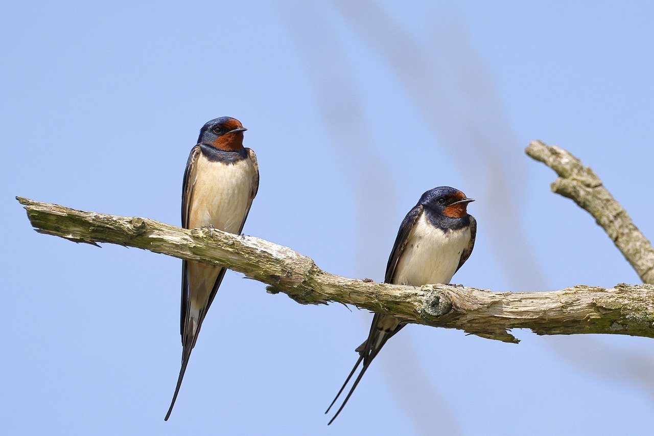 Animation Nature L'Hirondelle fait le Printemps Limoges