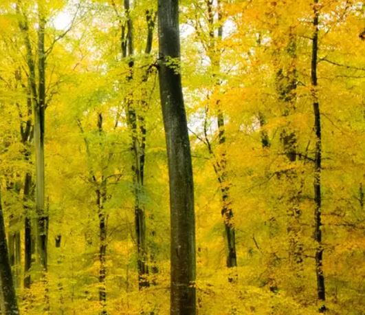 Animation Nature Dans la forêt sensorielle Limoges