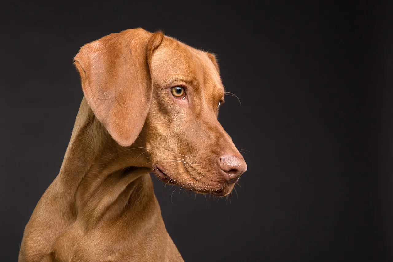 Dog Show Limoges