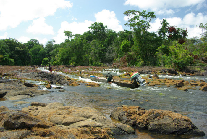 Plongeon dans les cultures vernaculaires en Amazonie guyanaise. LPO Léopold Elfort