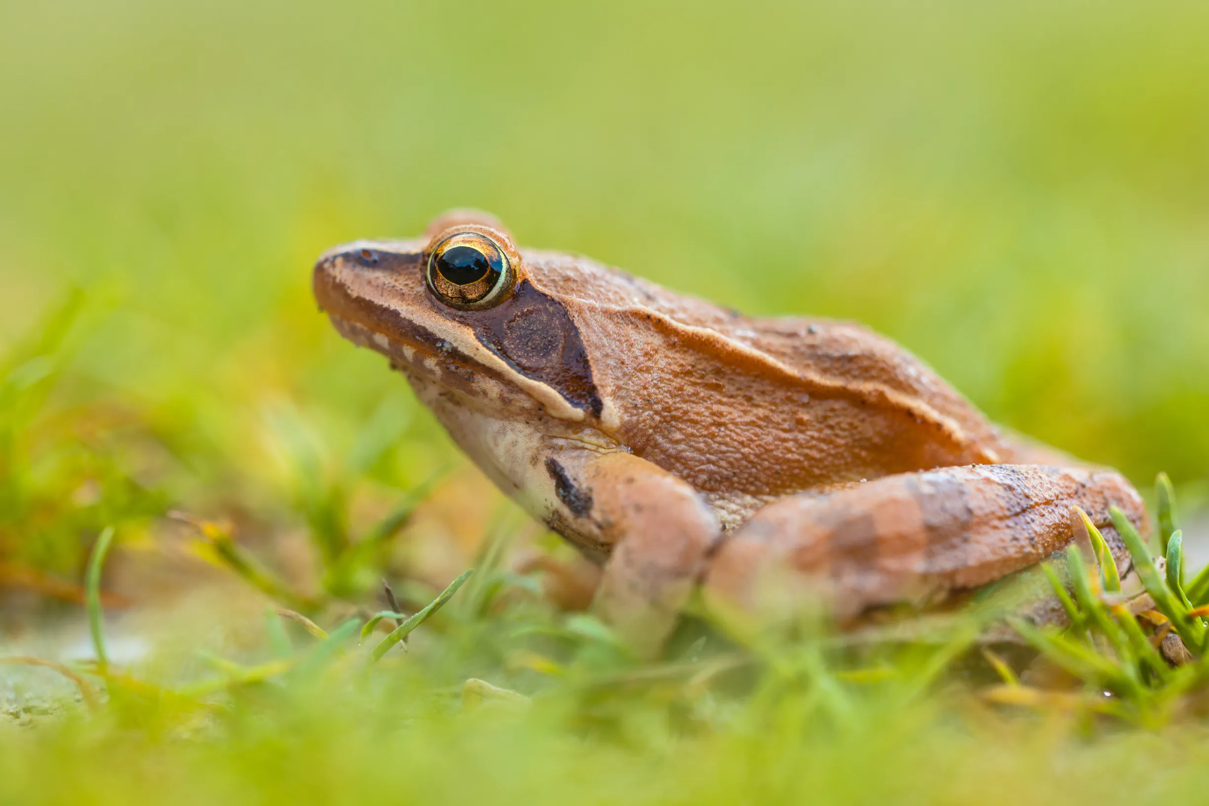 Formation à l'identification des amphibiens des Landes de Gascogne