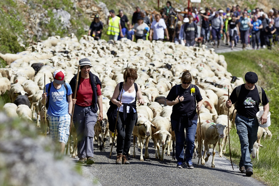 Transhumance Rocamadour- Luzech 2024: étape Crayssac Luzech