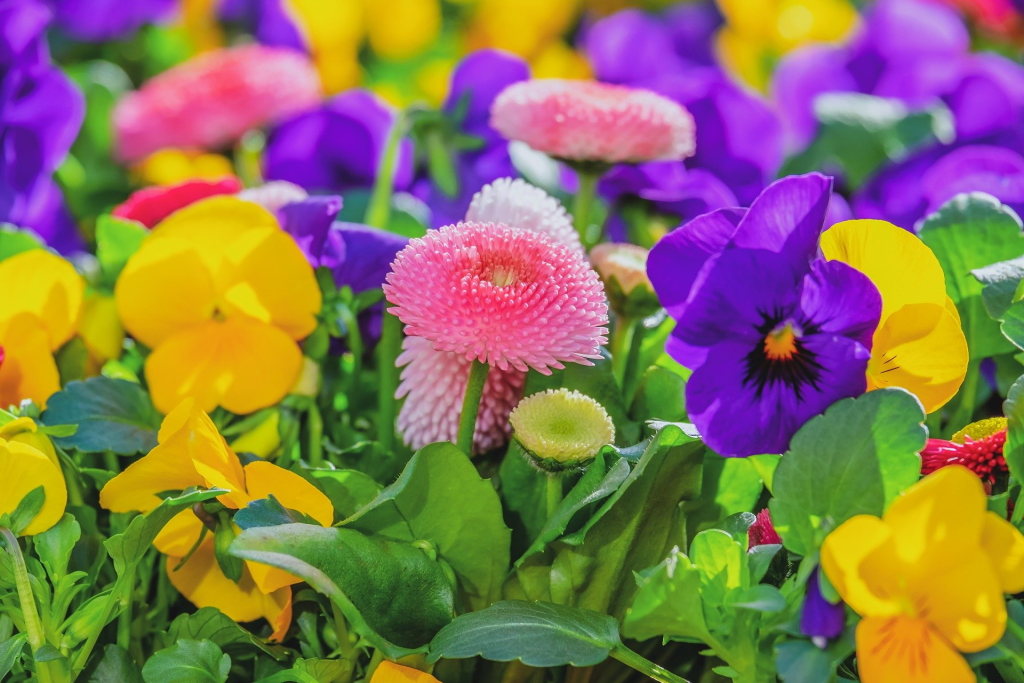 Fête des plantes