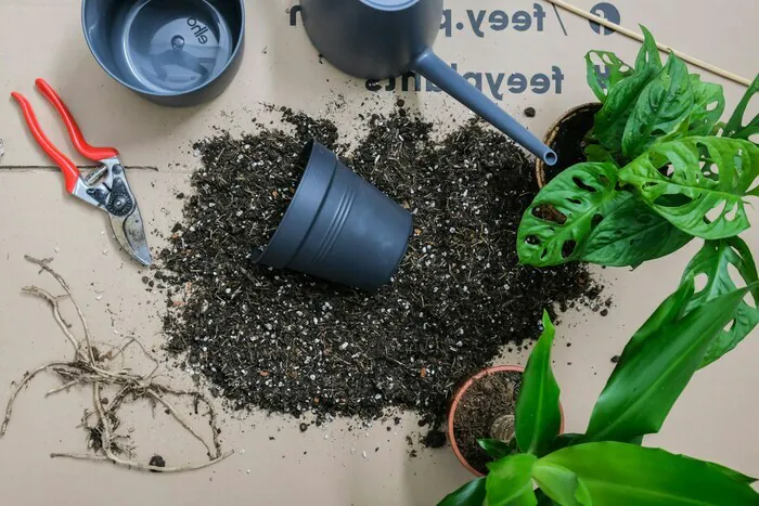 Comment rempoter et entretenir ses plantes d'intérieur médiathèque Louise Michel Annecy