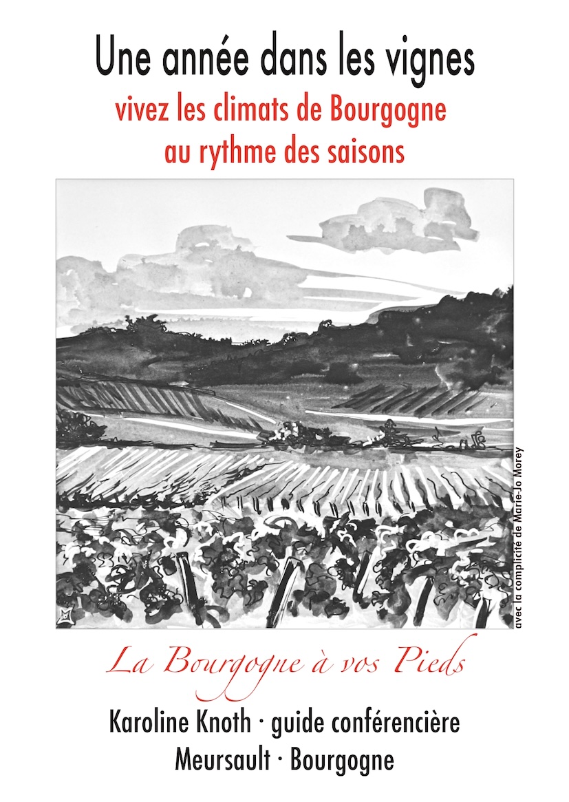 Balade viticole à Meursault chronique d'une catastrophe annoncée