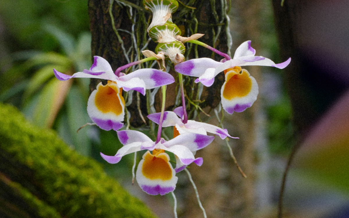 Mille et une orchidées au Jardin des Plantes Jardin des Plantes Paris