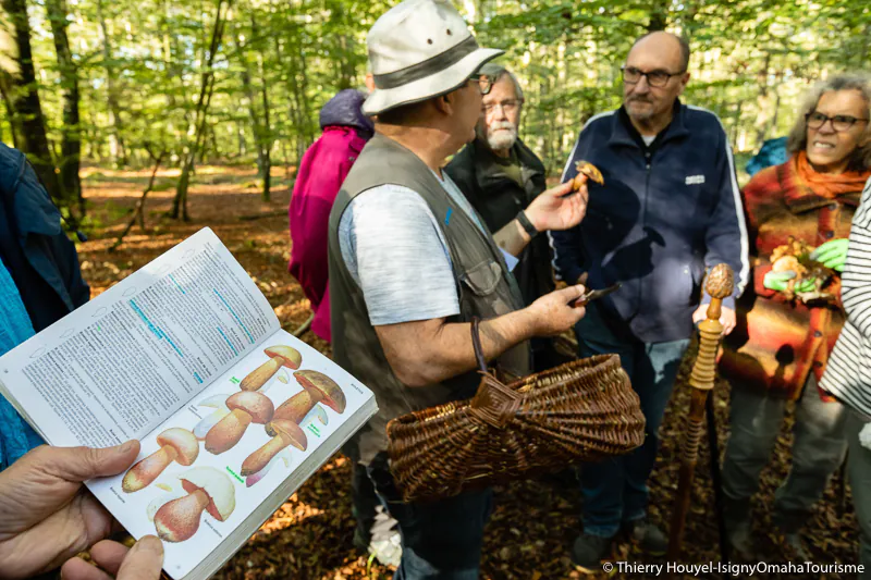 Découverte des champignons en forêt de Cerisy