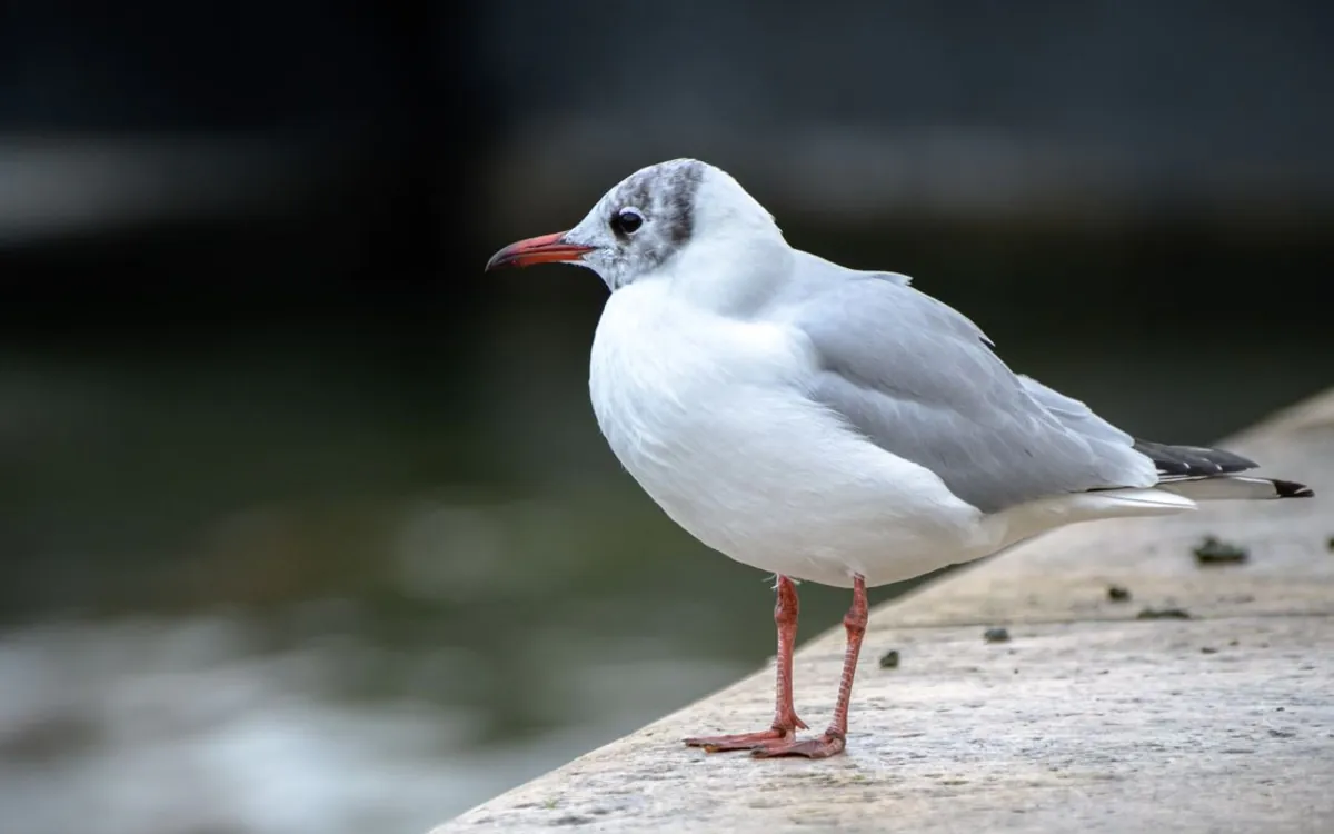 N'en perdez pas une Mouette ! Maison Paris Nature Paris