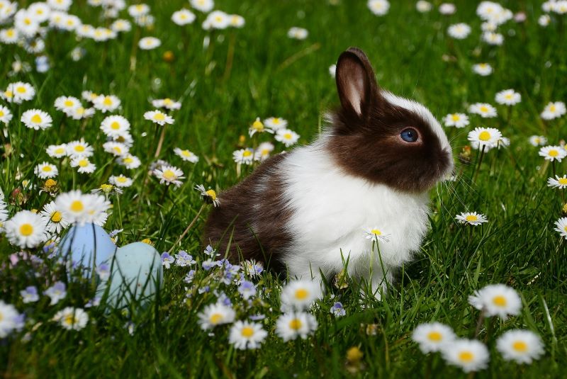 Activité autour des lapins