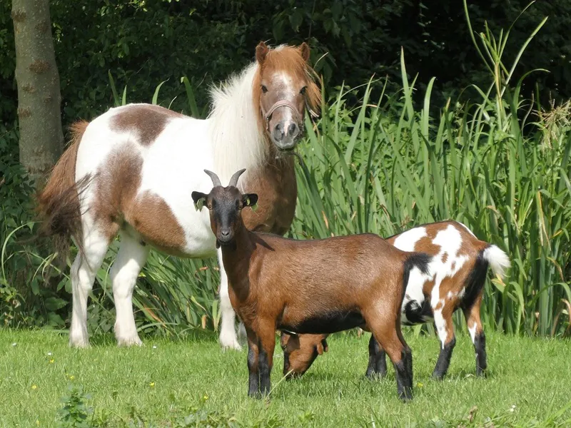 Nourrissage des animaux