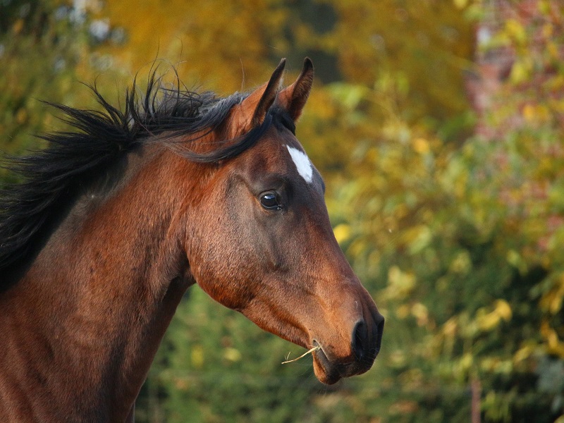 Activité autour du poney