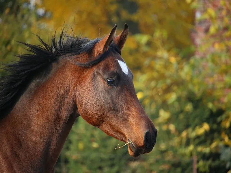 Activité autour du poney