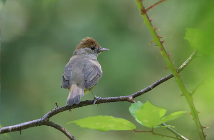 Balade ornithologique : les chants des oiseaux du Parc de Procé Parc de Procé