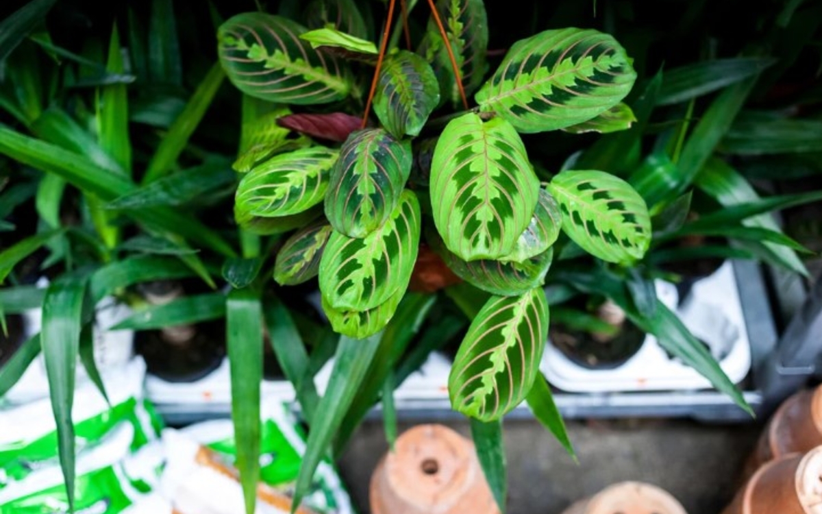 Plantes pour Tous fait son grand retour à BOOM BOOM VILLETTE Boom Boom Villette Paris