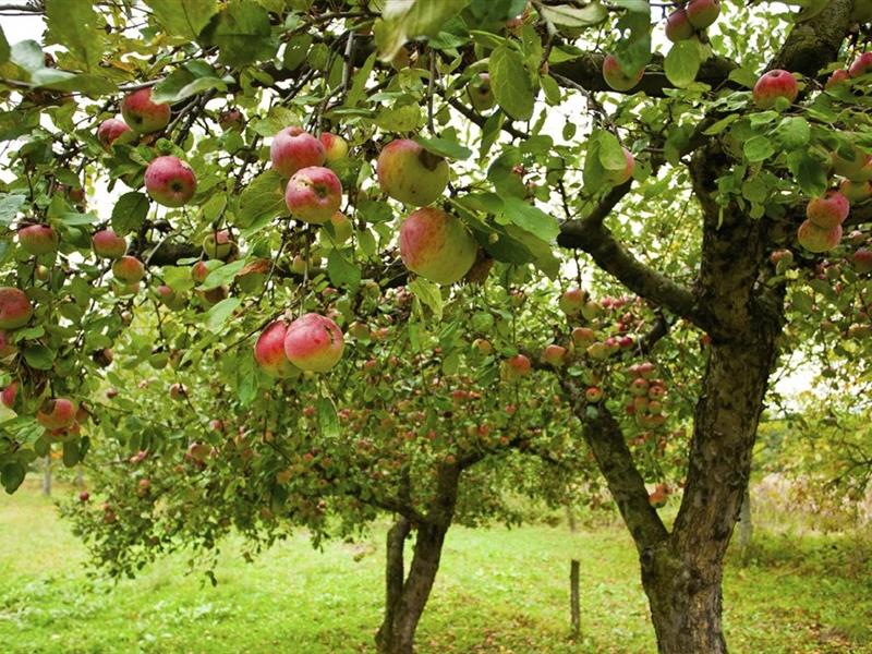 Cours de taille sur arbres fruitiers