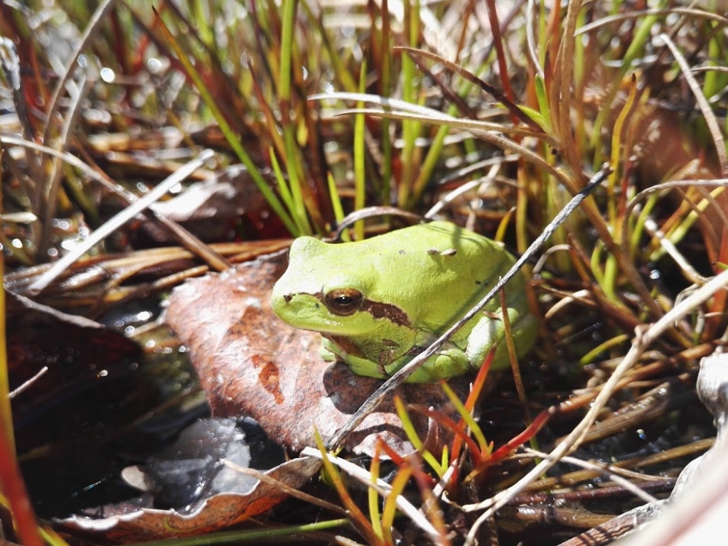 Balade sur Le monde mystérieux des amphibiens