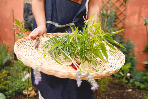 BALADE  SALADES SAUVAGES  ANIMÉE PAR DEMAIN LA TERRE