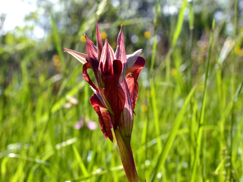 Sortie Natura 2000 "Les 4 Fantastiques" Sérapias en coeur