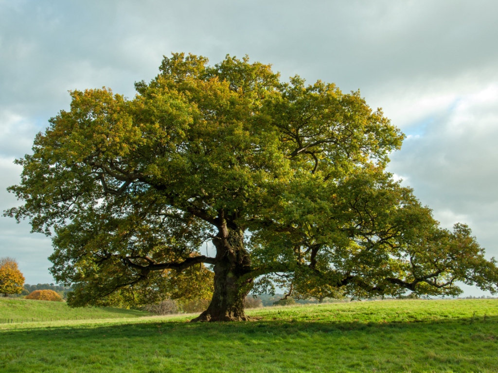 Balade Le trésor des arbres à Saint-Léon