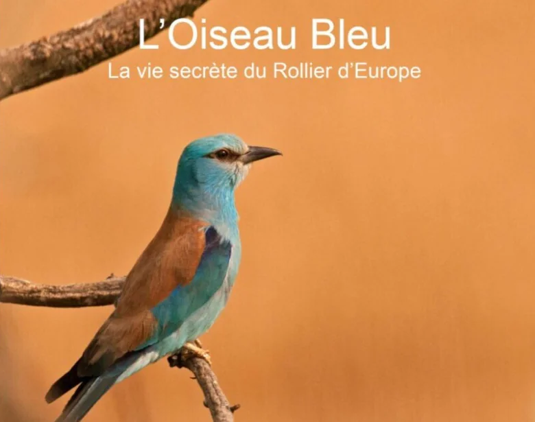 PROJECTION L’OISEAU BLEU