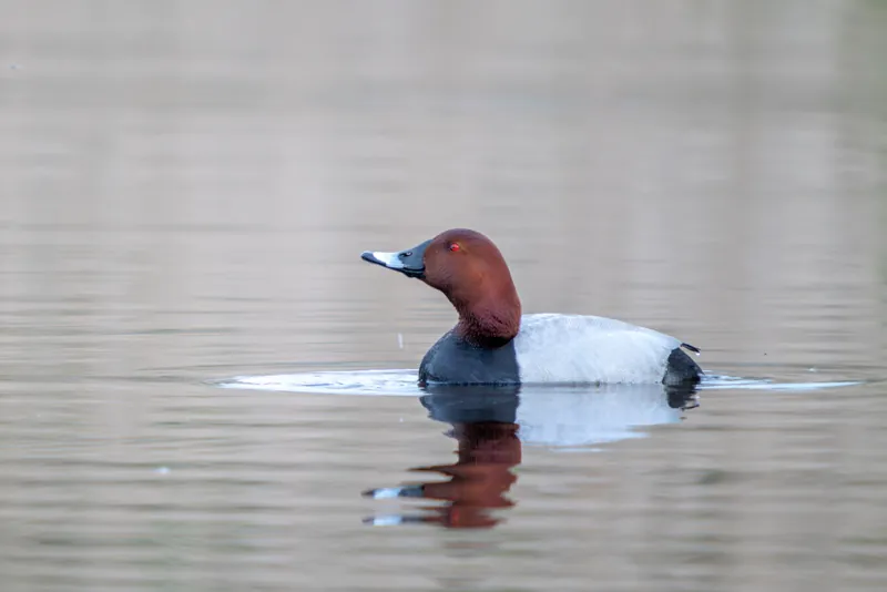 Les oiseaux hivernants de Brenne à Chérine