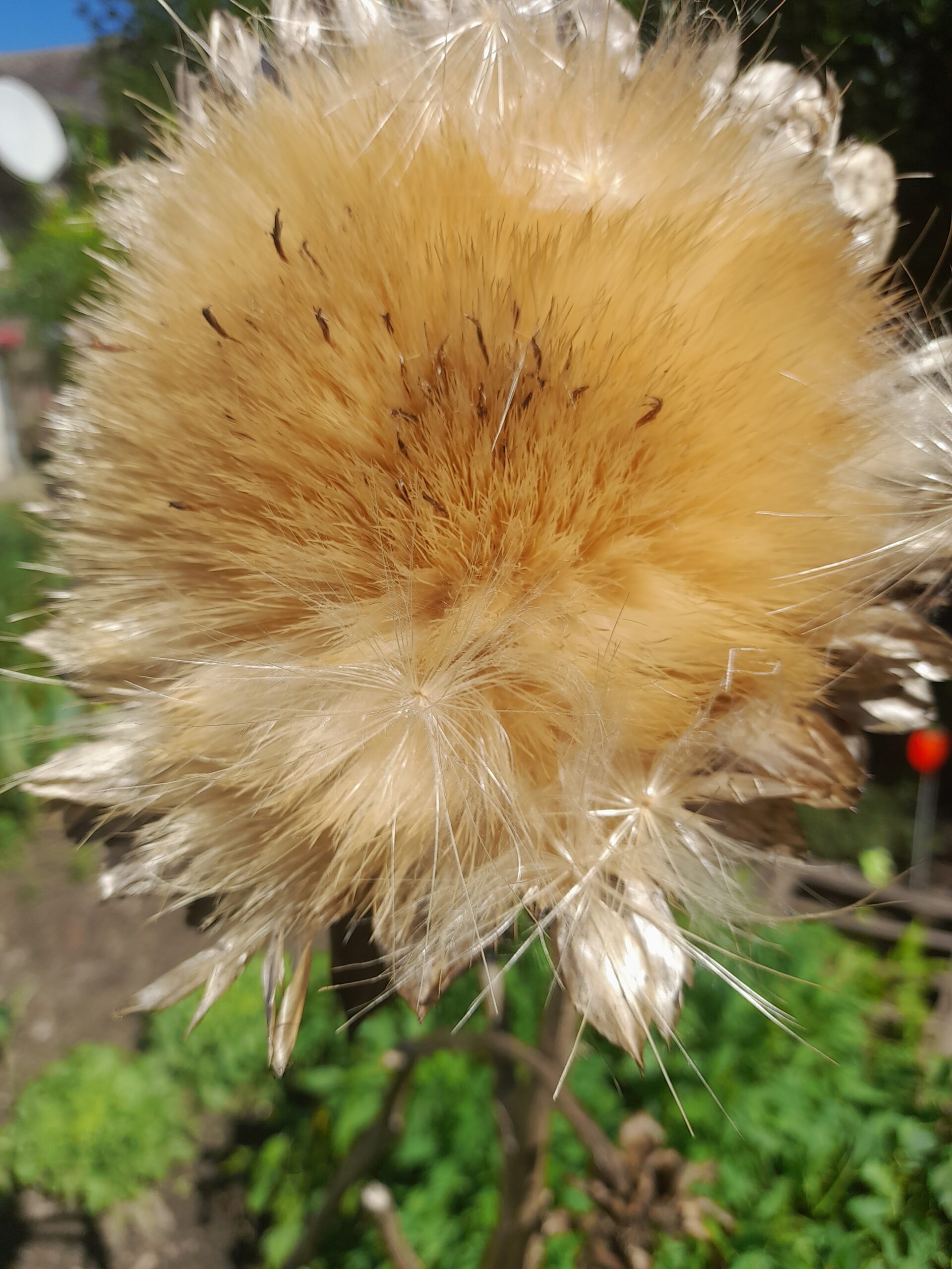 Les mardis du jardin sauvage