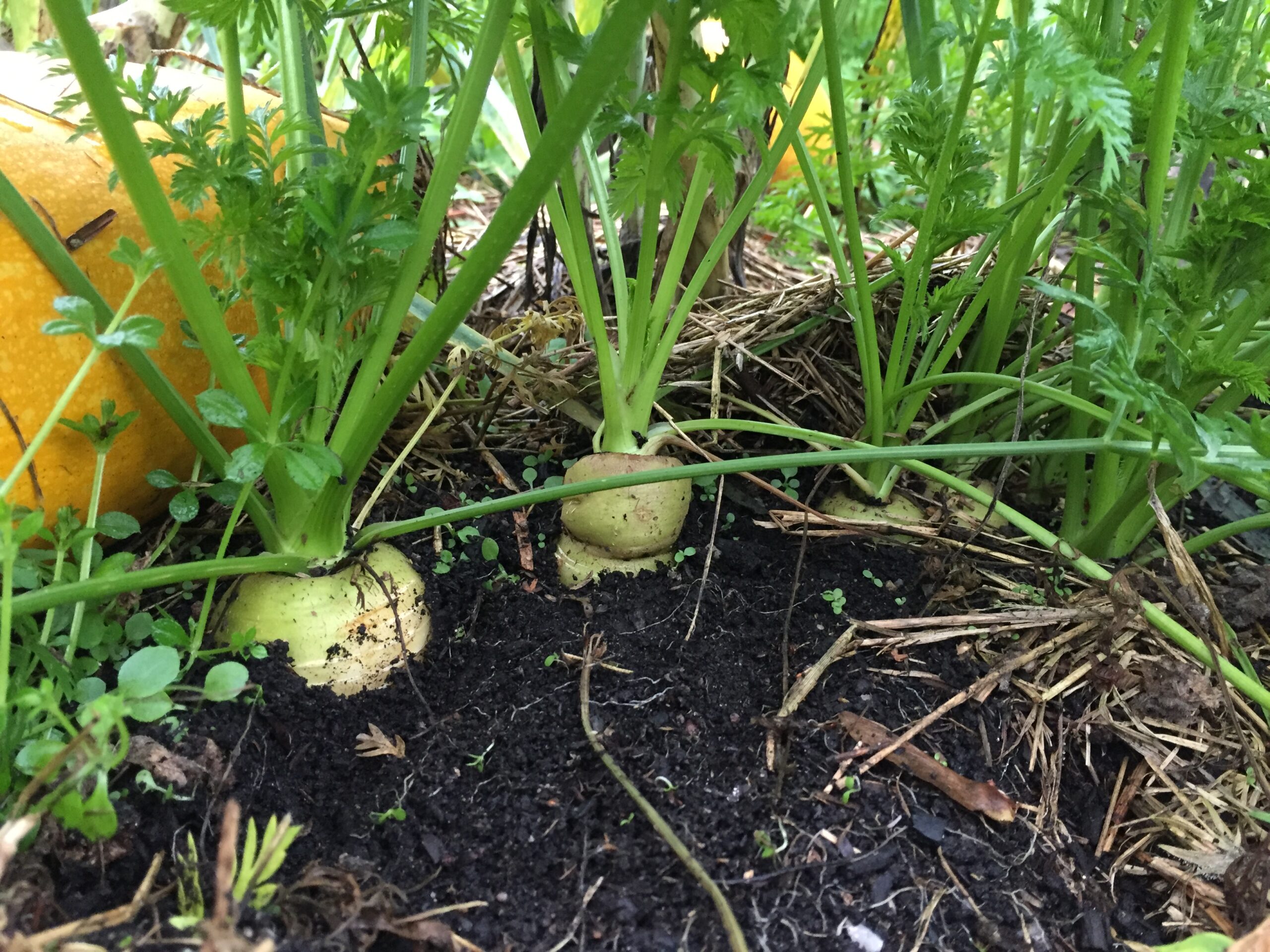 Atelier Réussir ses semis au potager