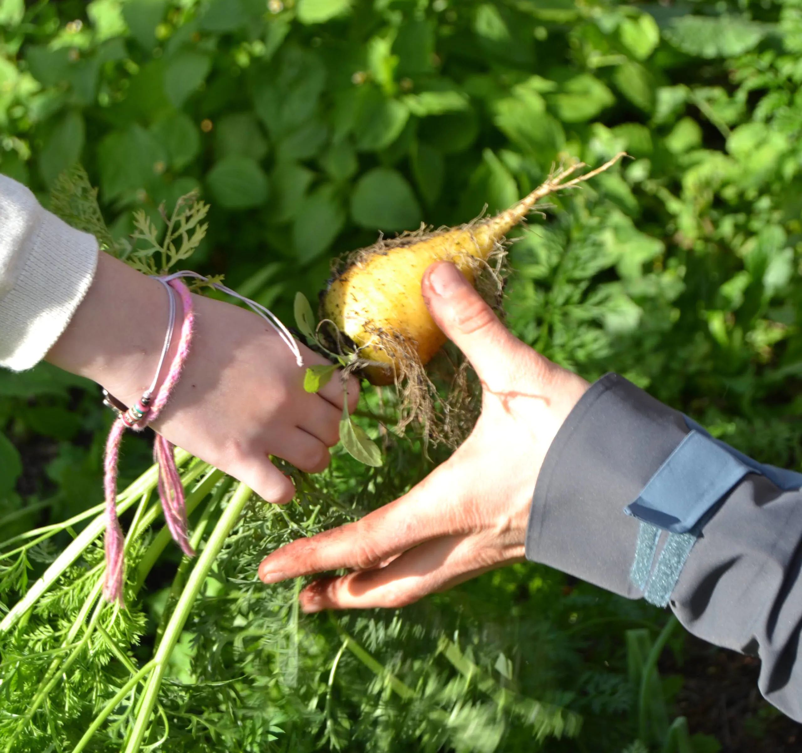 Visite ludique d'un potager en permaculture