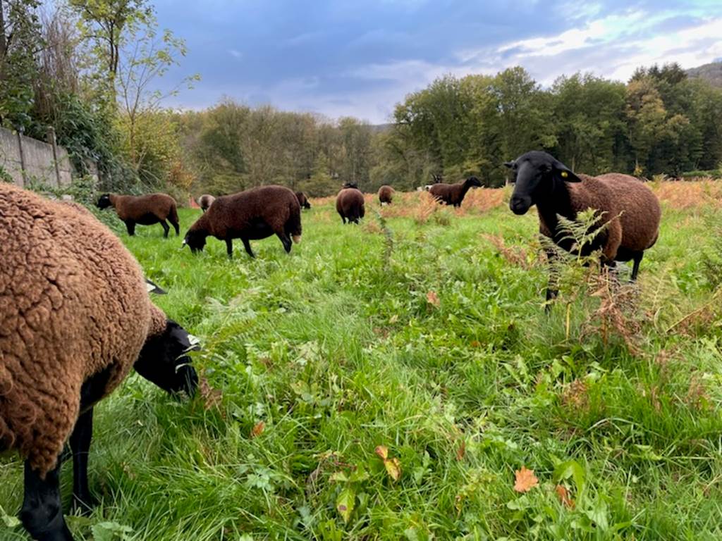 La Transhumance au bord de Semoy