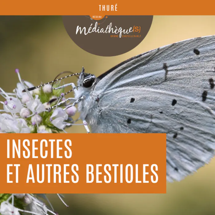 Insectes et autres bestioles exposition