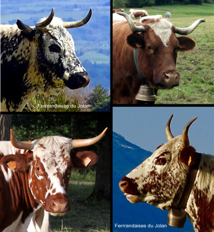 Vachement belle. Pour l'amour des vaches ferrandaises. salle des fêtes