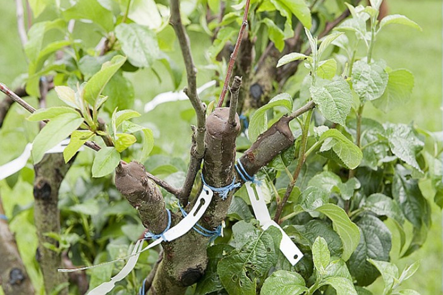 Atelier taille des fruitiers à pépins