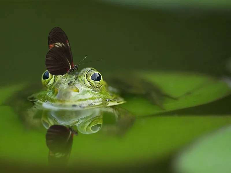 Balade nature dans le marais en famille