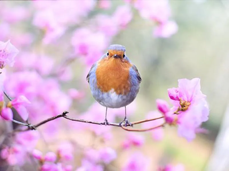 Les oiseaux de l'arboretum