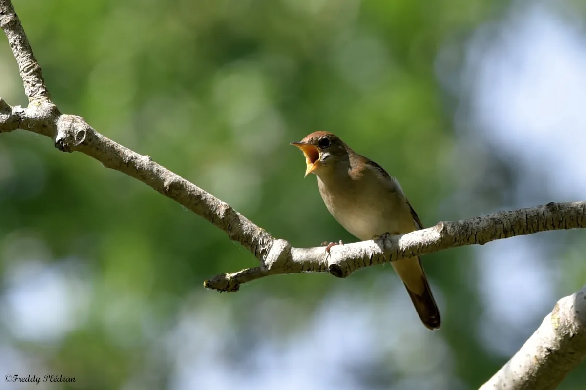 Reconnaissance des chants d’oiseaux